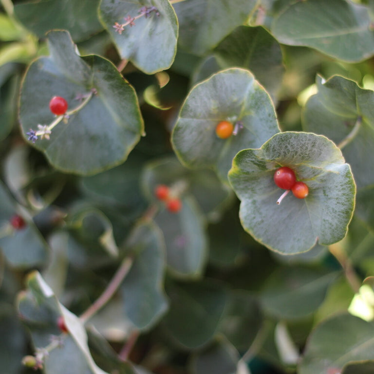 Kintzley's Ghost® Honeysuckle Lonicera – Creekside Nursery, Inc