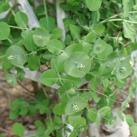 Kintzley's Ghost honeysuckle vine with pale white flowers