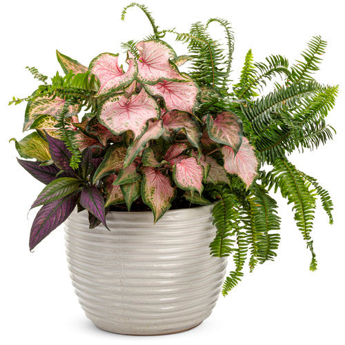 Heart to Heart Va Va Violet caladium in a pot