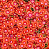 Flashmob Macarena Delosperma in a nursery pot