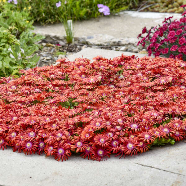 FLASHMOB™ 'Macarena' Delosperma | Creekside Champions™ – Creekside