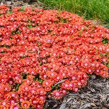 Delosperma 'Macarena' with pink flowers in a pot