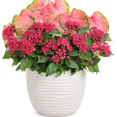 Heart to Heart® Tickle Me Pink Caladium | Proven Winners