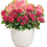 Pink caladium with heart-shaped leaves in a nursery pot