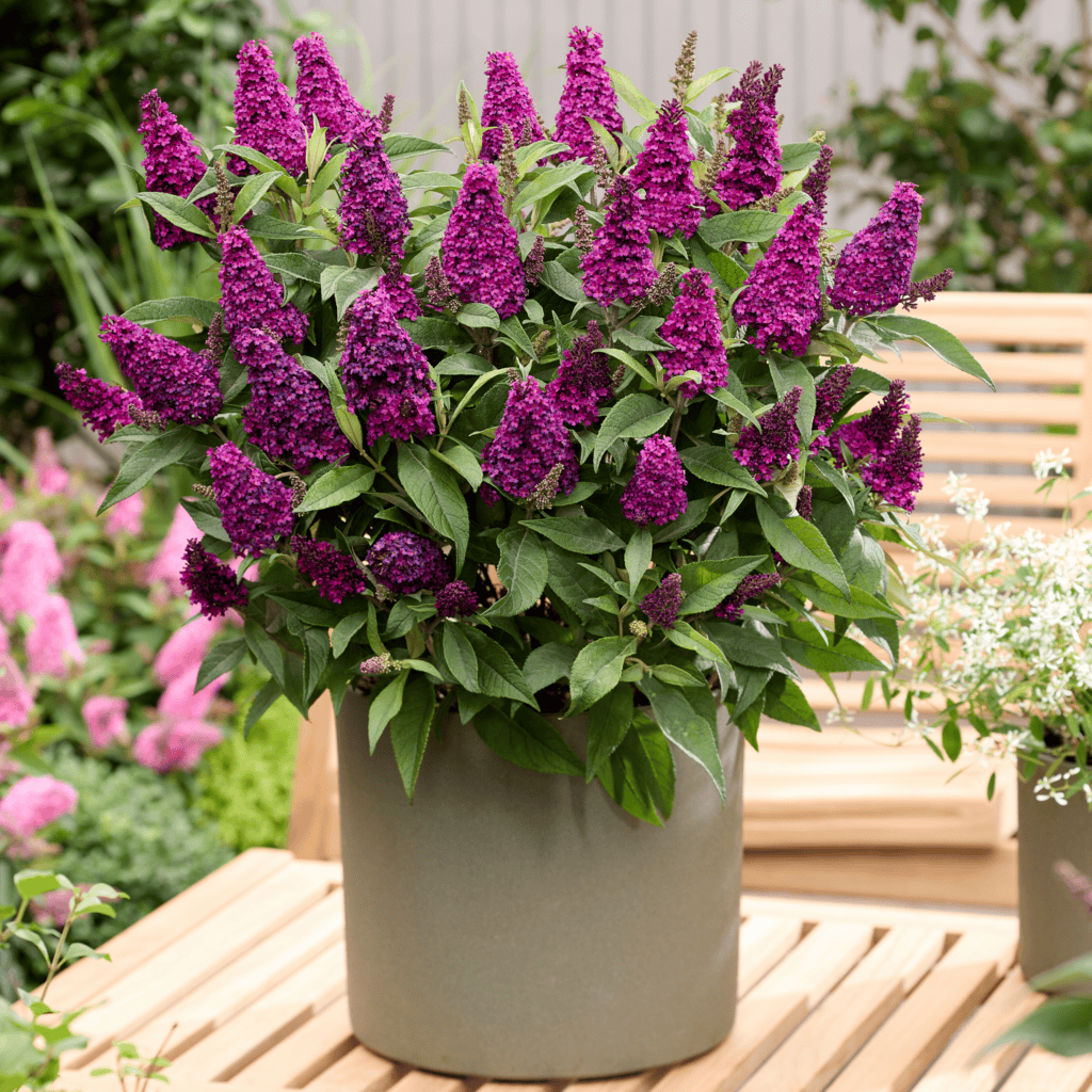 Li’l Magenta™ Butterfly Bush