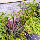 ART & SOL Thunderbird mangave in a pot, broad spiky leaves