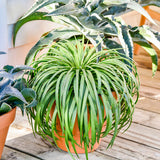 Spiky Bad Hair Day mangave in a nursery pot