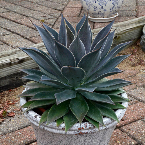 lady lavender plant ART & SOL® 'Lavender Lady' Mangave