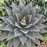 Lavender Lady mangave in a nursery pot