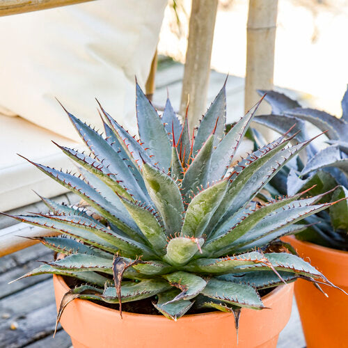 ART & SOL® 'Tooth Fairy' Mangave | Proven Winners® – Creekside