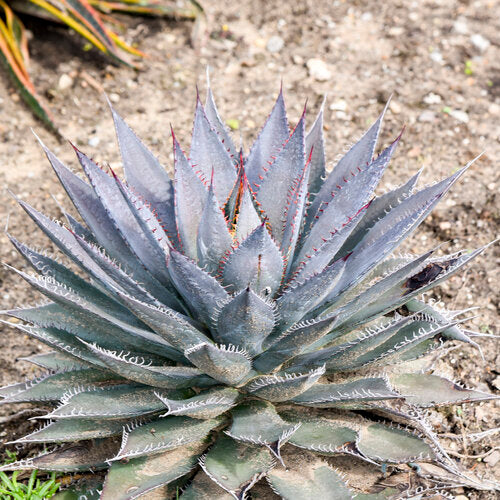 ART & SOL® 'Tooth Fairy' Mangave | Proven Winners® – Creekside