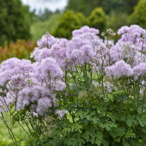 Thalictrum 'Cotton Candy' in bloom with airy pink flowers