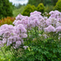 Thalictrum 'Cotton Candy' in bloom with airy pink flowers