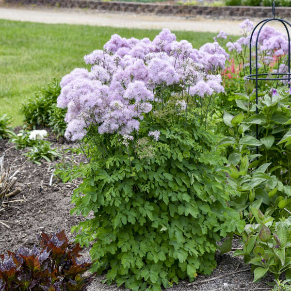 Thalictrum Cotton Candy flowering plant in a pot
