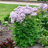 Thalictrum Cotton Candy flowering plant in a pot