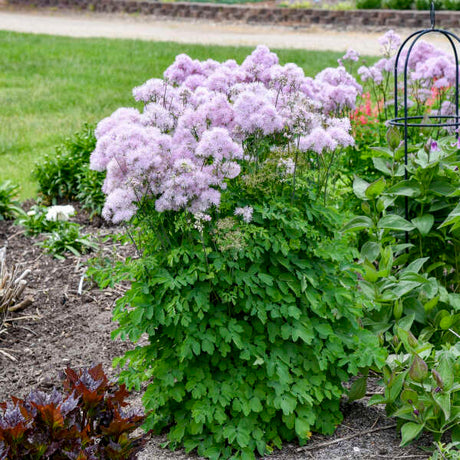 Thalictrum Cotton Candy flowering plant in a pot