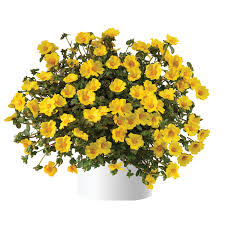 Gold Portulaca in a container with bright yellow flowers