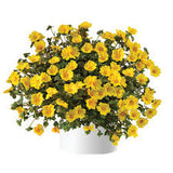 Gold Portulaca in a container with bright yellow flowers