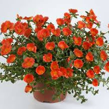 Orange Portulaca in a pot with bright orange blooms