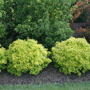 Sunjoy Citrus barberry in a nursery pot with bright foliage