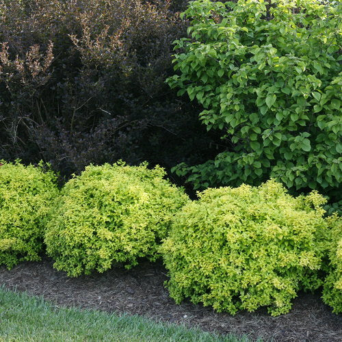Sunjoy Citrus barberry in a nursery pot