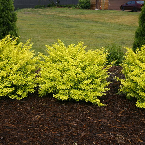Sunjoy Citrus barberry in a nursery pot