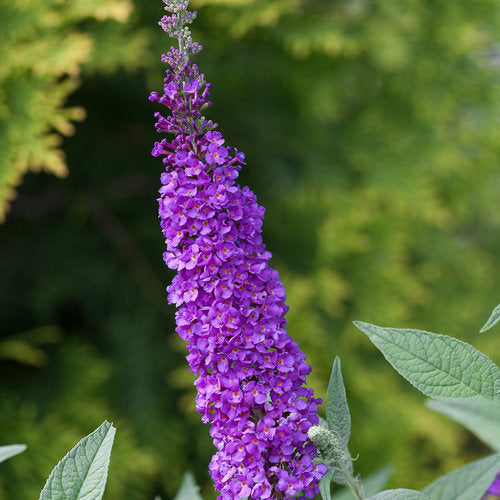 Proven Winners Buddleja Miss Violet Butterfly Bush - Thumbnail 4