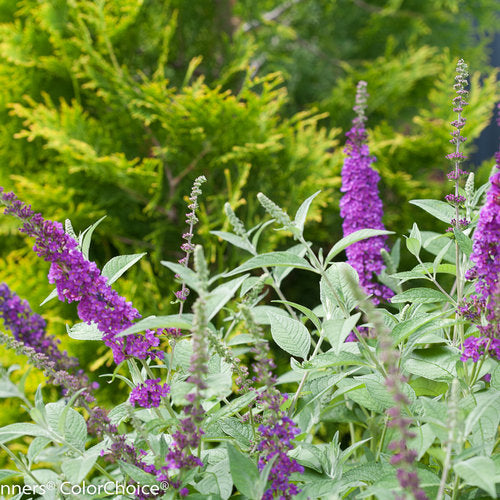 Proven Winners Buddleja Miss Violet Butterfly Bush - Thumbnail 3