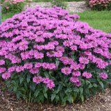 Lavender Taffeta monarda with lavender blooms in a pot
