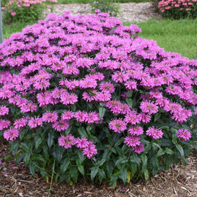 Lavender Taffeta monarda with lavender blooms in a pot