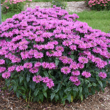 Lavender Taffeta monarda with lavender blooms in a pot
