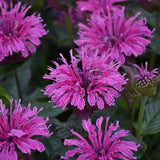 Monarda 'Lavender Taffeta' with lavender flowers in bloom