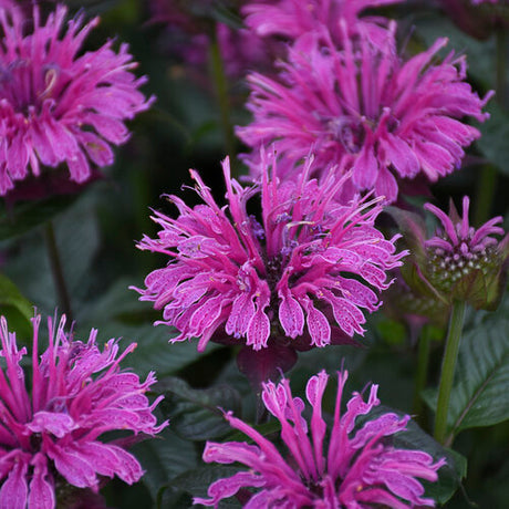 Monarda 'Lavender Taffeta' with lavender flowers in bloom