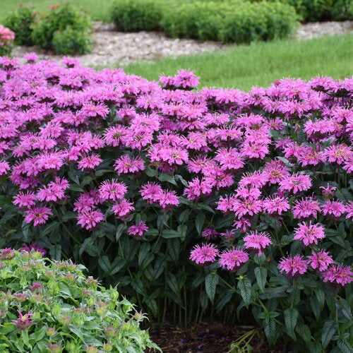 Lavender Taffeta monarda with purple blooms in pot