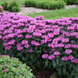 Lavender Taffeta monarda with purple blooms in pot