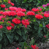 Monarda 'Pardon My Cerise' | Proven Winners