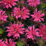 Monarda 'Pardon My Rose' | Proven Winners