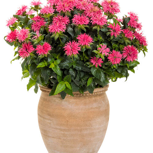 Monarda 'Pardon My Rose' | Proven Winners