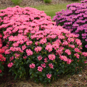 Pink blooms on Upscale Pink Chenille monarda in a pot