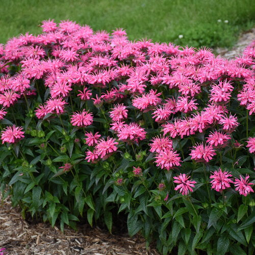 Pink Chenille Monarda with pink blooms in a pot
