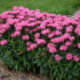 Pink Chenille Monarda with pink blooms in a pot