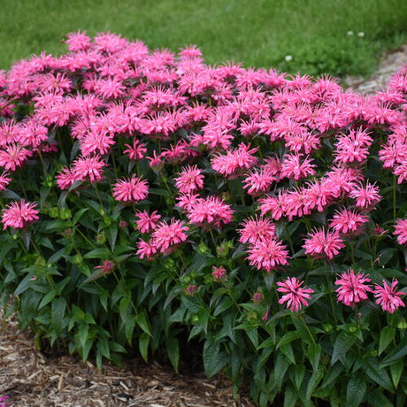 Pink Chenille Monarda with pink blooms in a pot