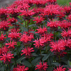 Red Velvet monarda with red flowers in a pot