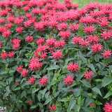 Red Velvet monarda with red blooms in a nursery pot