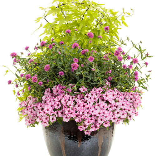 Sweet Caroline Upside Key Lime sweet potato vine in a pot