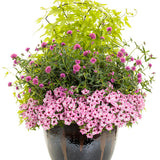 Sweet Caroline Upside Key Lime sweet potato vine in a pot