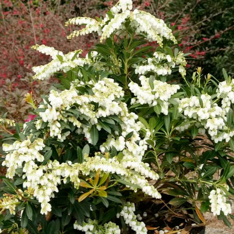 Pieris Mountain Snow with white flower clusters in a pot