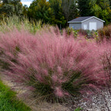 Prairie Winds® 'Candy Floss' Pink Muhly Grass | Proven Winners