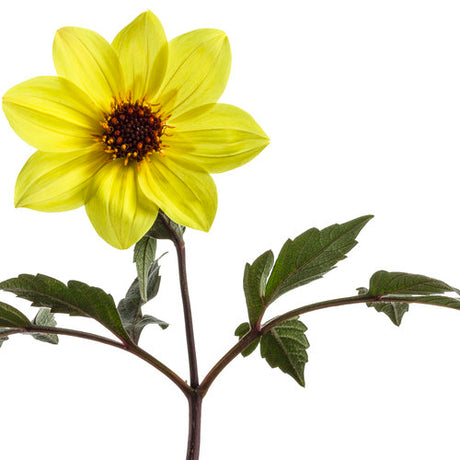 Mystic Illusion dahlia in bloom in a container