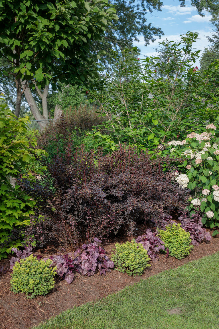 Aphrodite' Sweetshrub